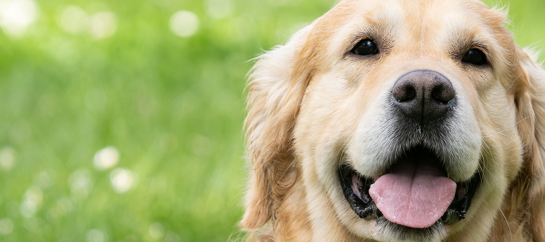 Boarding | Dog Kennels Chichester, West Sussex | Home for Dogs