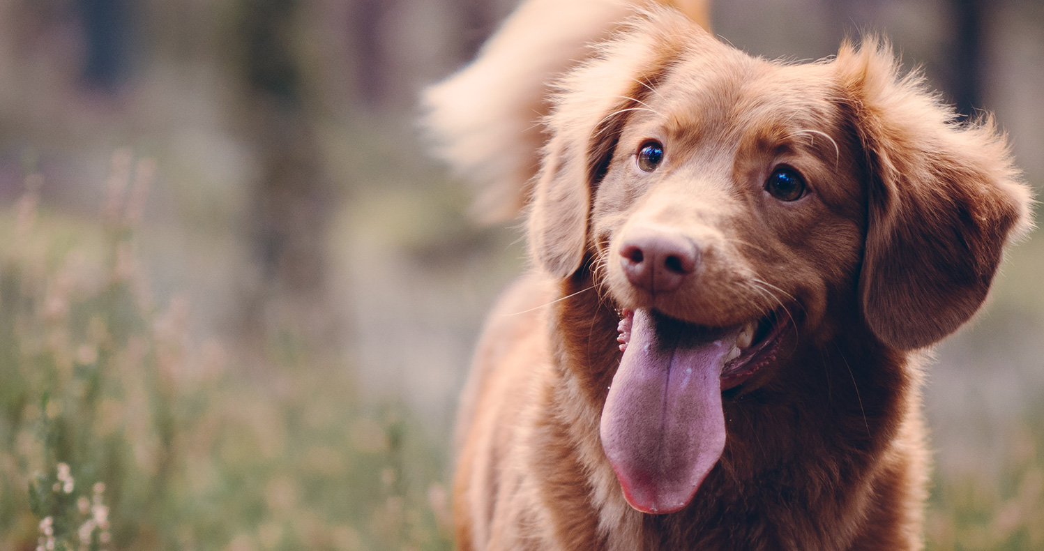Day Care Amberley Boarding Kennels