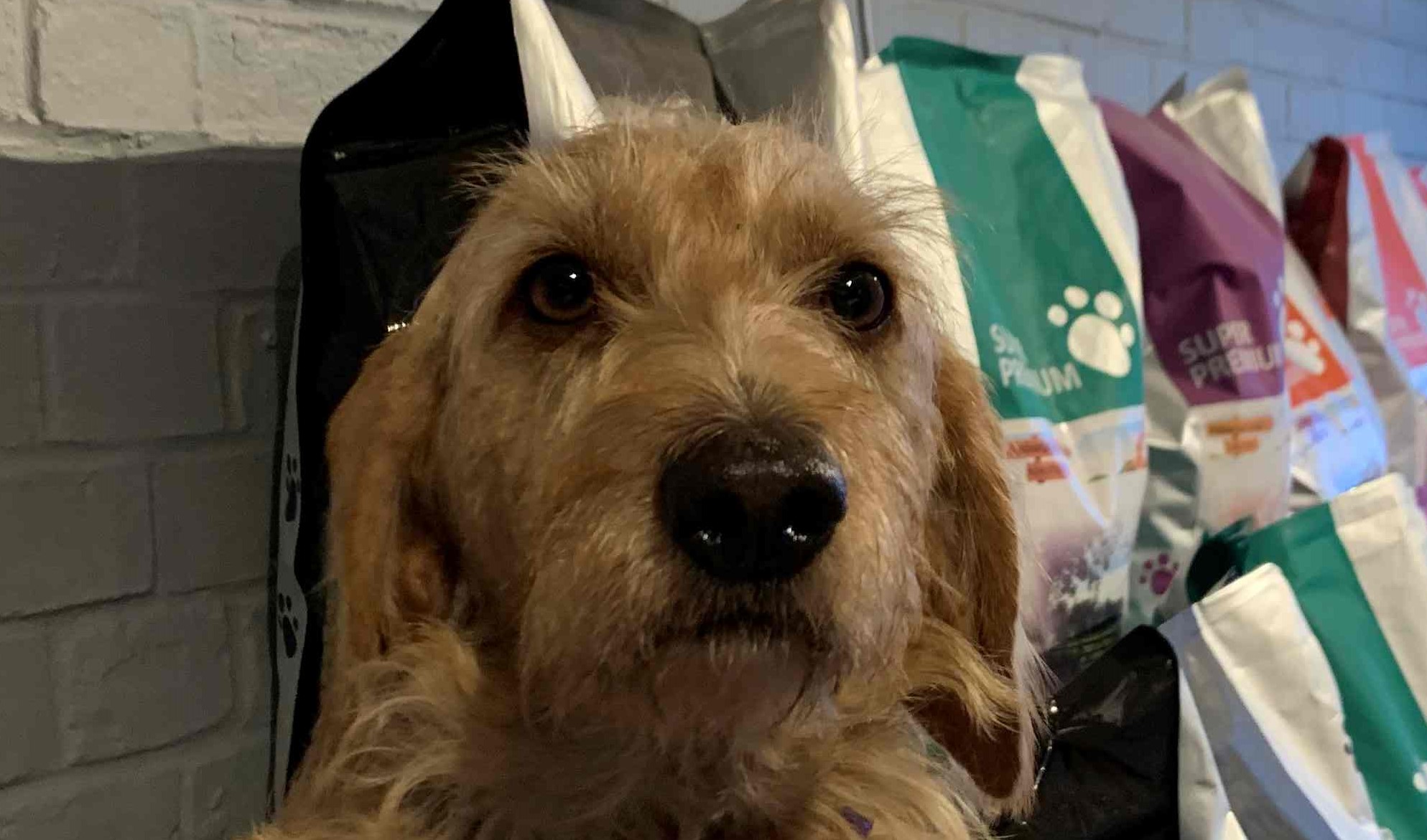 About Us Amberley Boarding Kennels Dog Sitting Chichester